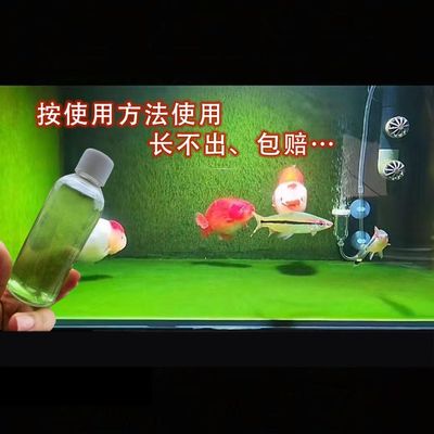 兰寿藻种长绒藻孢子短绒藻绿水藻种小球藻青苔鱼缸爆藻绿毛绿地毯