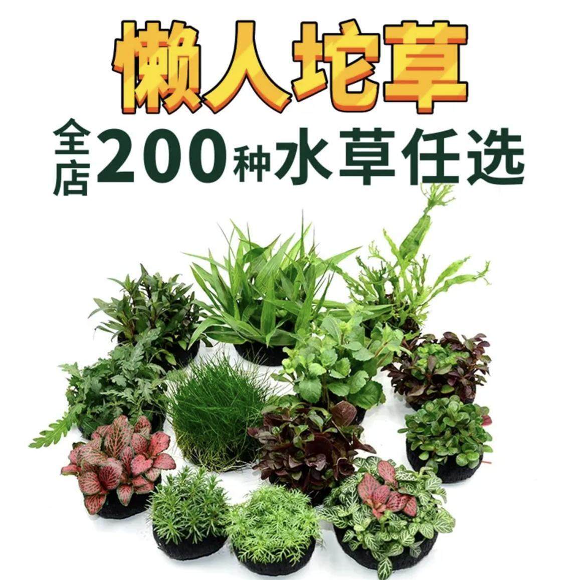 水草组合套餐增氧水草懒人净化水质鱼缸坨草绿九冠虎耳莫斯造景