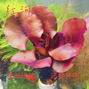 红荷根真水草鱼缸水族箱懒人造景红河根中景后景水草会开花的水草