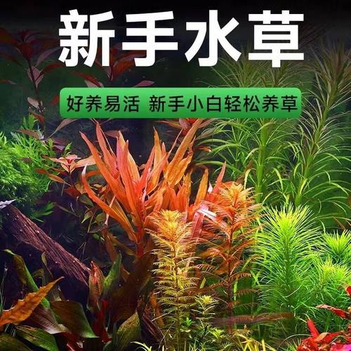 懒人鱼缸造景沉木水榕全套净化水草植物莫斯水培阴性宫廷养鱼增氧