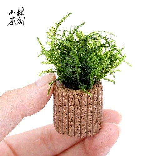 三角莫斯定植虾缸水草观北鳉繁殖鱼缸水草造景装饰易养新手入门草