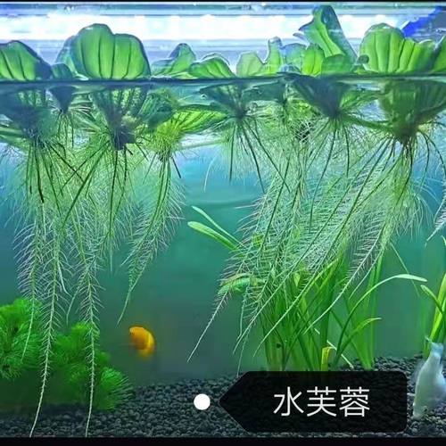 水芙蓉水浮莲水浮萍水葫芦水生水草植物水培净化水质鱼缸水族造景