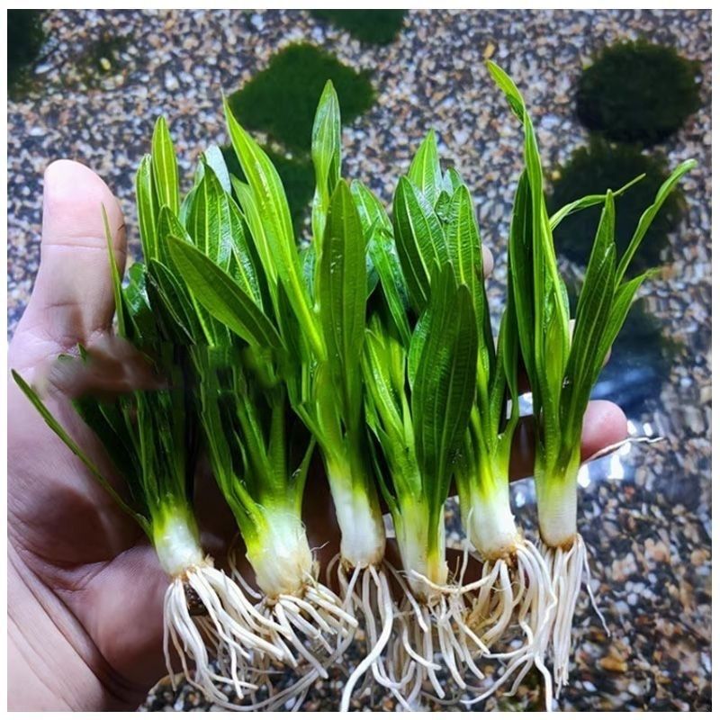 迷你九冠优质水草净化鱼缸造景高景别后中前让鱼儿乐活真草易养