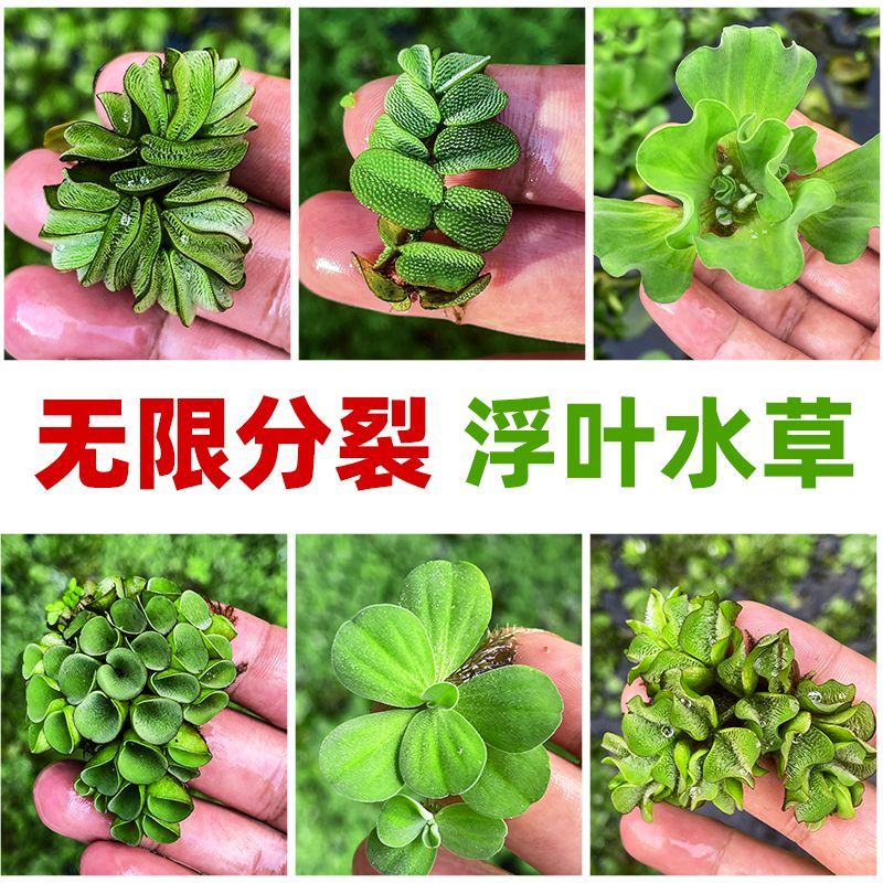 浮萍水草植物鱼缸水生植物养龟漂浮芝麻古法造景水面乌龟缸水葫芦