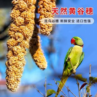 2025年新谷穗黄谷穗天然带壳鹦鹉食用零食磨牙仓鼠零食装饰造景