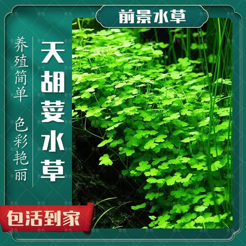 天胡荽天湖葵前景无菌真水草水族鱼缸装饰活体水草懒人新手好养