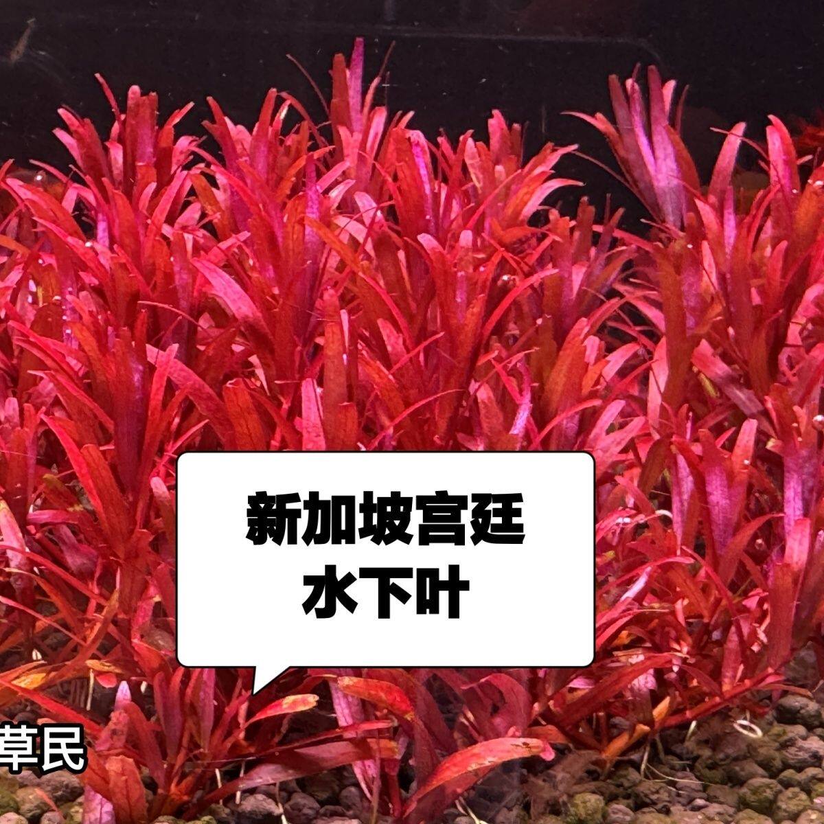 新加坡血宫廷 红宫廷水下叶鱼缸红色水草 新加坡血红宫廷植物造景