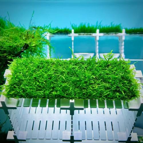 莫斯水草大三角莫斯垂类火焰莫斯网片增氧懒人莫斯网片鱼缸