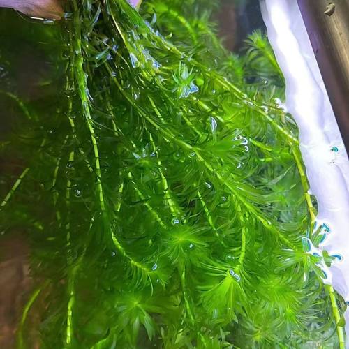 净化水质很好蜈蚣草孔雀鱼水草躲避鱼缸造景斗鱼新手增氧懒人植物
