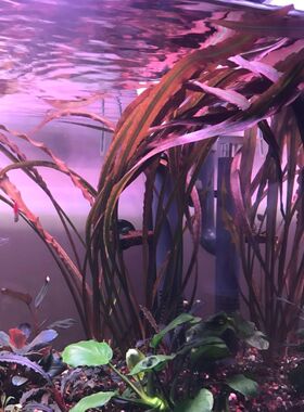 Ada老虎椒水草鱼缸水下稀有阴性植物后景淡水红色阴性草造景懒人