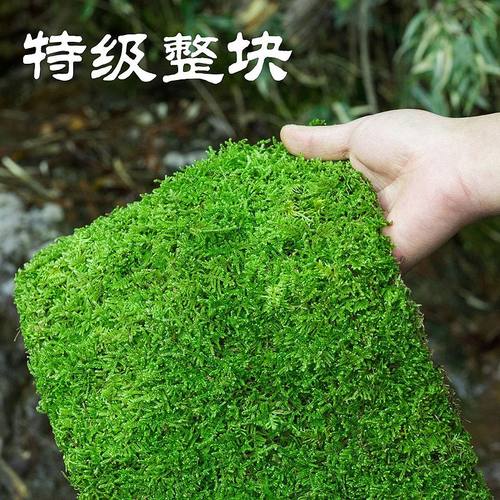 特价鲜活苔藓盆景专用微景观铺面庭院装饰青苔植物雨林水陆缸造景