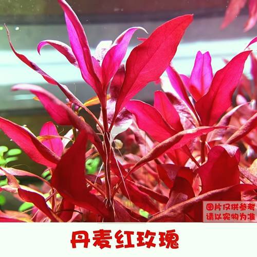 新手红色水草丹麦红玫瑰水草水下植物前中景淡水荷兰鱼缸造景懒人