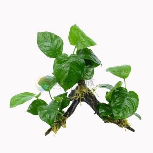 懒人水草沉木水榕水族造景装饰活体植物鱼缸草缸造景套餐多头水榕