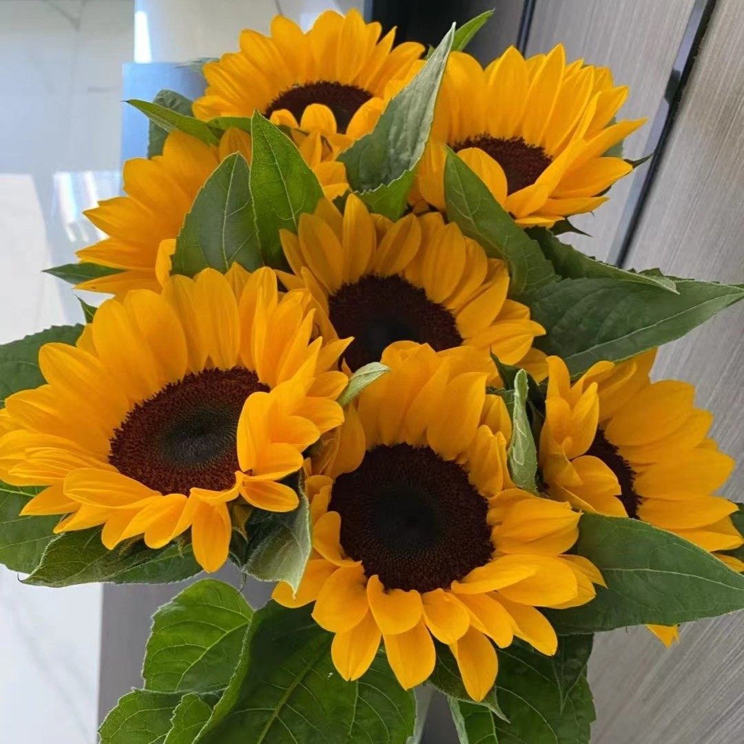 【向日葵基地】向日葵鲜花家庭插花瓶插养护 云南鲜花基地直发包,鲜花速递/花卉仿真/绿植园艺,花材,淘宝优惠券,粉丝福利购,淘宝优惠卷