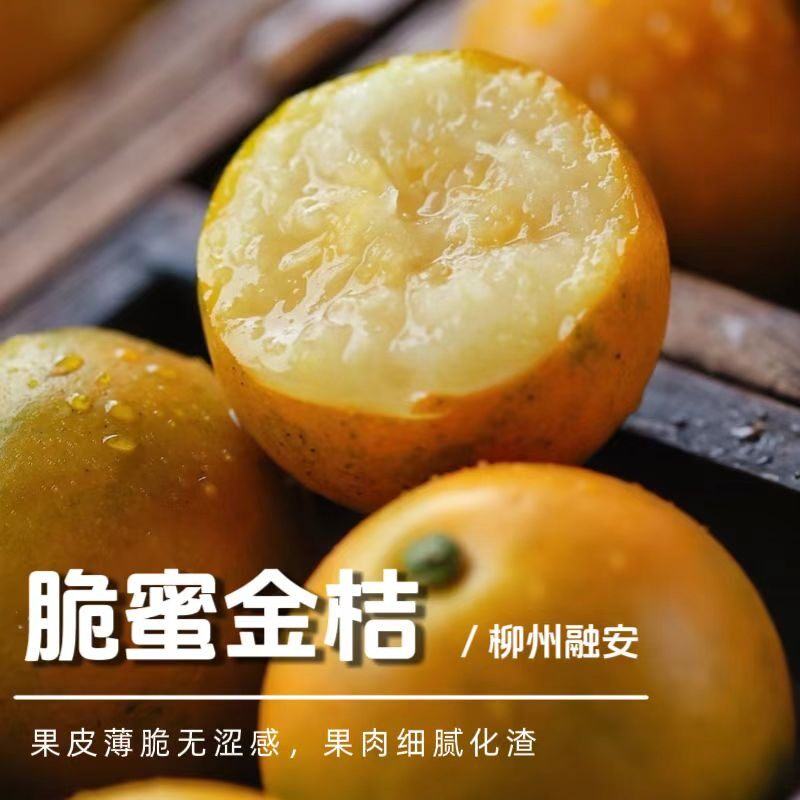 顺丰包邮广西脆蜜金柑脆甜多汁皮薄无籽小金桔新鲜采摘