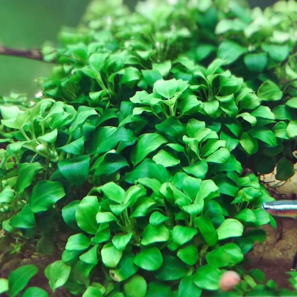 迷你小水榕鱼缸迷你榕水草阴性净化水质增氧懒人沉木造景迷你小榕