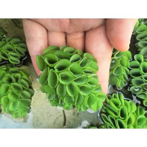 水草浮萍肚兜鱼缸浮萍水草活体水生植物浮性净化水质微水草植物