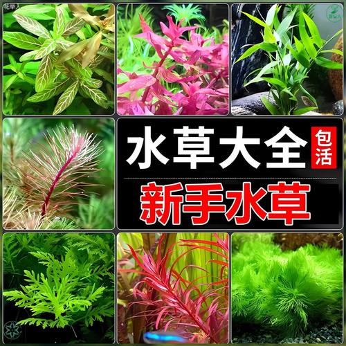 水族箱后景真草增氧水质净化阴性水草懒人鱼缸造景植物套餐淡水