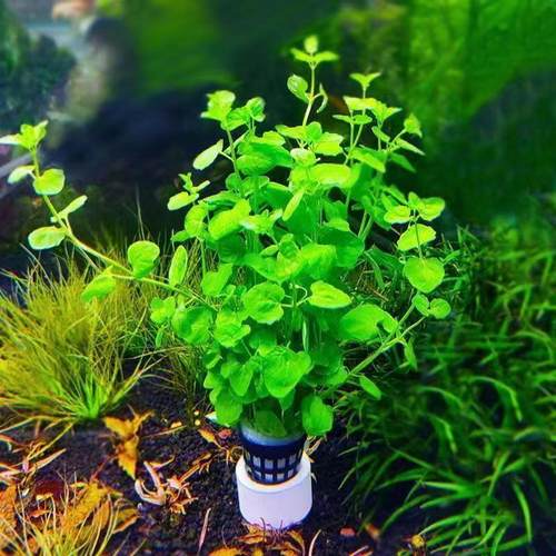 苹果草青苹果水草陶瓷环火山石沉底环大小坨草圆叶草鱼草缸中后景