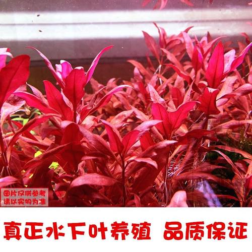 鱼缸草缸造景后景水草 丹麦红玫瑰草缸水草自养水下叶造景套餐
