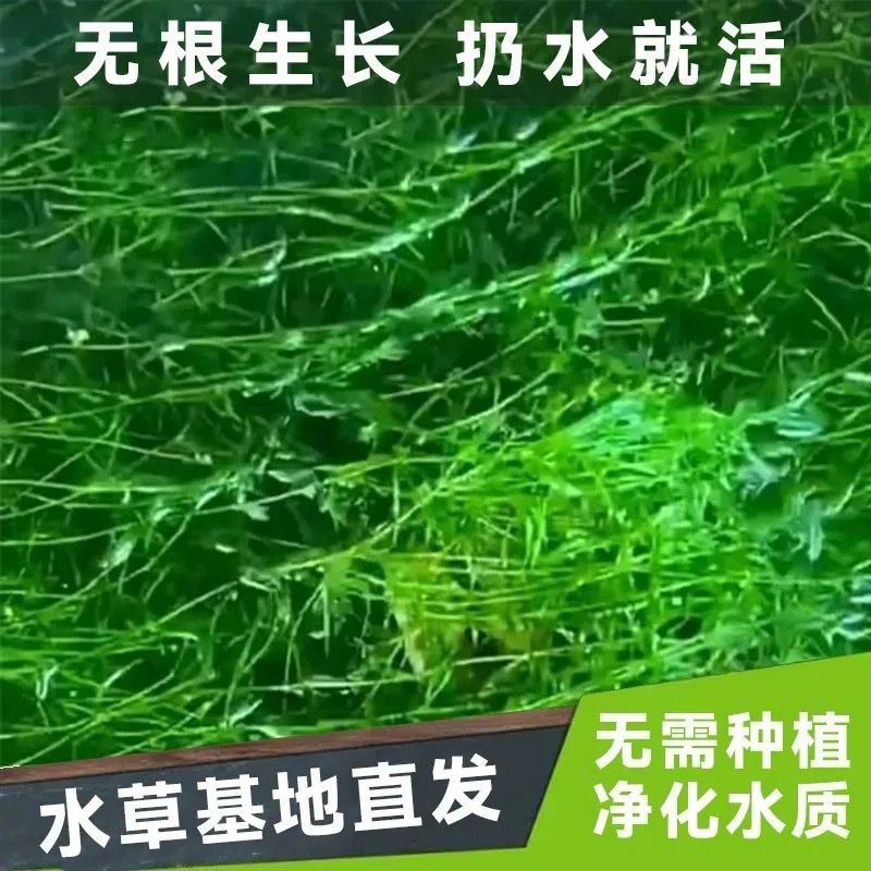 印度竹节草耐活水草植物孔雀鱼虾躲避中后景淡水增化水质..