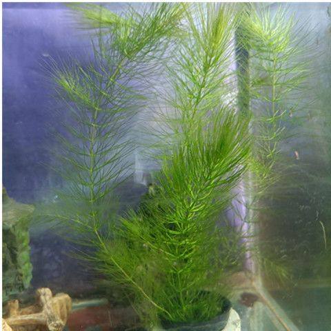 金鱼藻 鲜活水草 斗鱼草 真水草 鱼缸造景装饰 增氧 易养易活