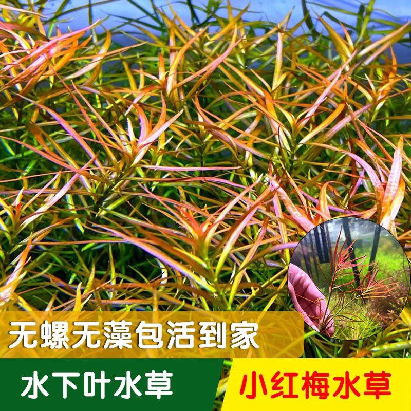 鱼缸造景水草小红梅水下叶中后景密植水草淡水草缸造景植物新手
