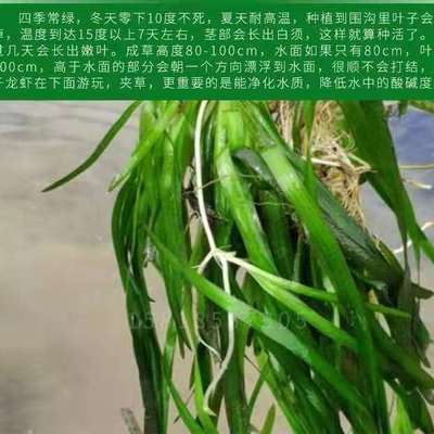 四季常青矮生苦草长叶苦草扁担草小龙虾螃蟹养殖淡水植物
