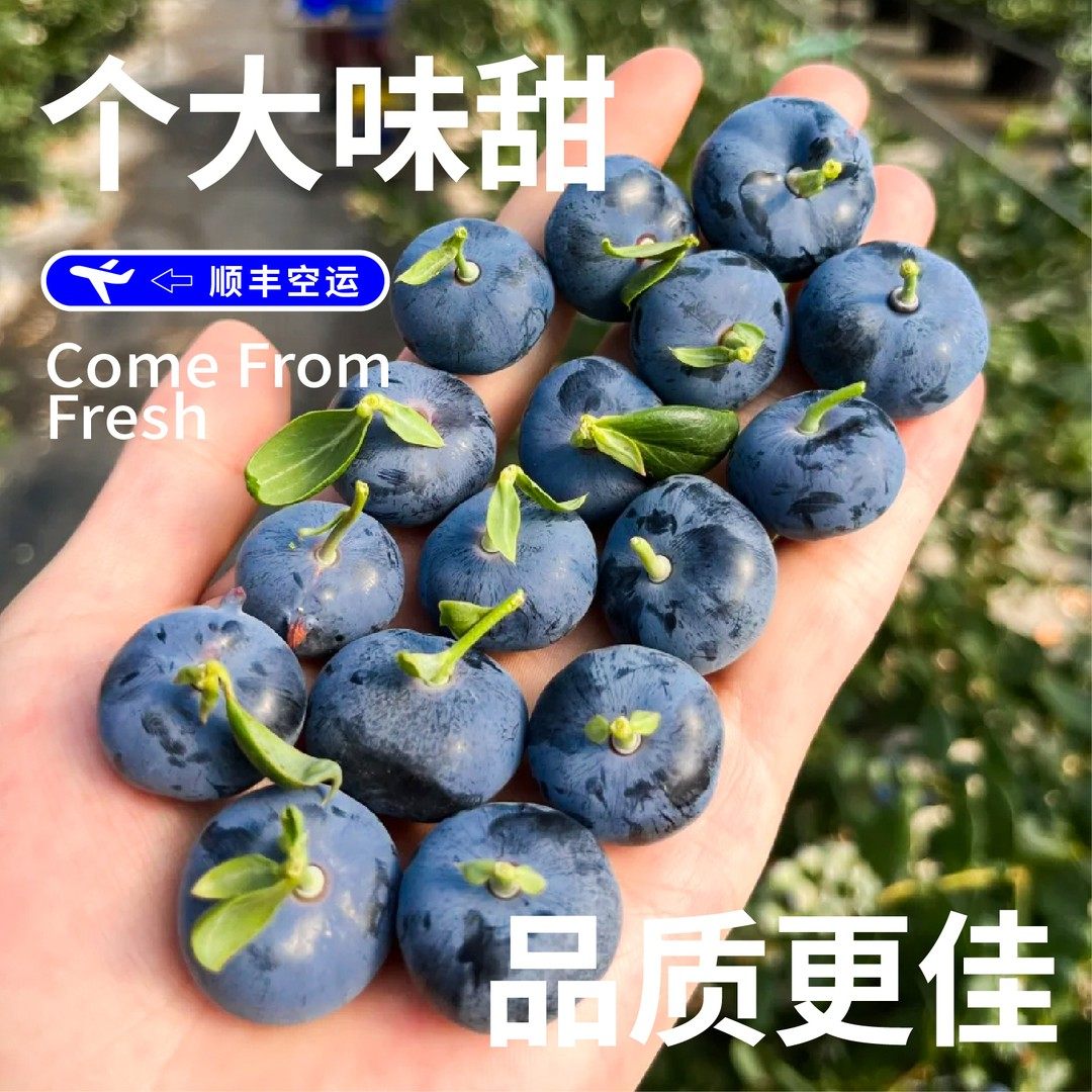 M89 巨无霸顺丰空运云南澄江大蓝莓脆甜花香 现采摘特大果蓝莓