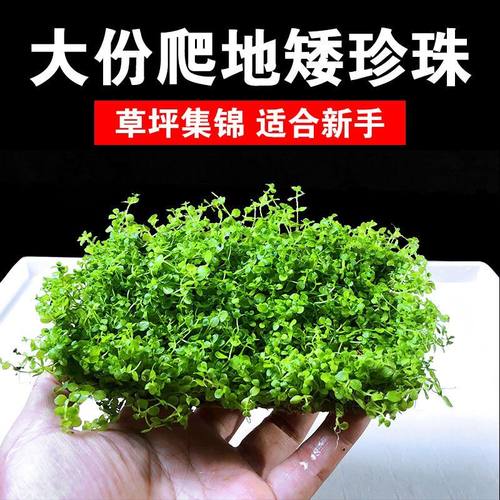 水草活体水草植物前景水草趴地矮珍珠迷你矮珍珠草皮造景真水草