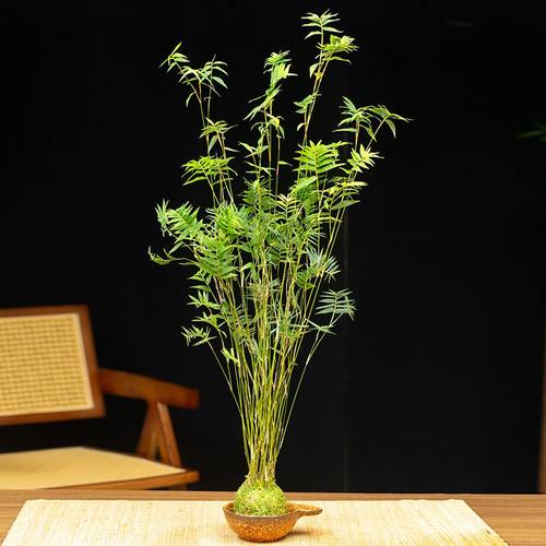水培植物红观音室内盆栽苔藓球小叶米竹桌面绿植好养易活竹子花卉
