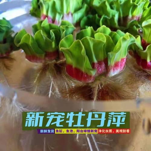 牡丹萍庭院增氧水培懒人养龟鱼水草浮萍水芙蓉水生植物净化水质