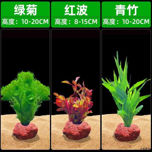 水草套餐鱼缸阴性青竹造景真红波坨草懒人后景绿菊沉木水罗兰好养