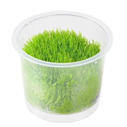 挖耳草鱼缸前景草大草原无菌杯淡水养殖阳性水草植物需要二氧化碳