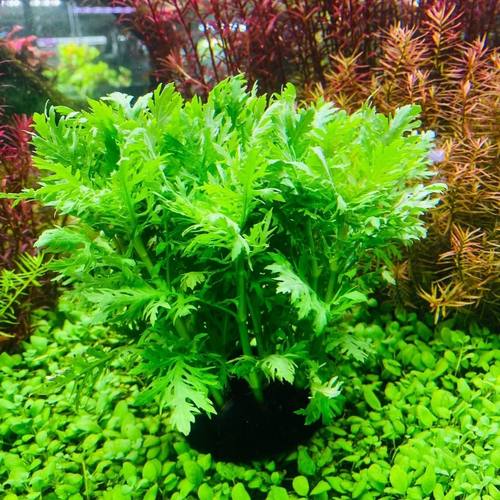 水罗兰懒人坨草鱼缸造景中后景阴性新手净化水质水草好养易活