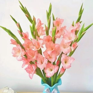 包邮剑兰鲜花广州鲜花基地直发黑月光优质剑兰花年宵花节节高