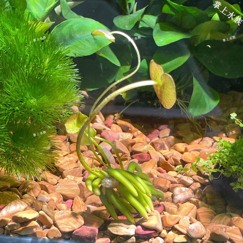 香蕉草净化懒人真草招财水生植物新手鱼缸造景水培阴性增氧水草