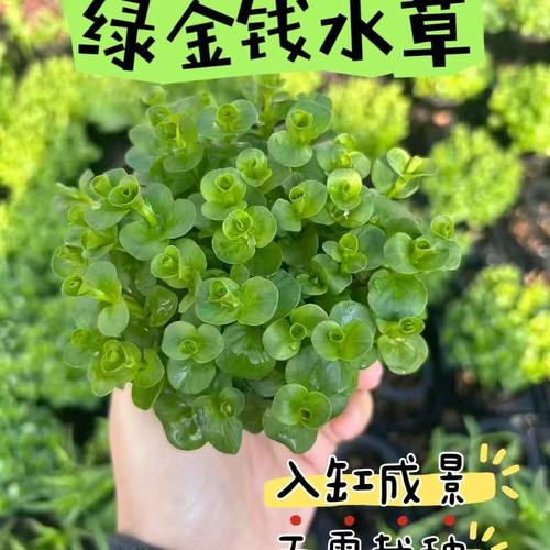 绿金钱坨草增化水质阴性水草新手鱼缸装饰中后景
