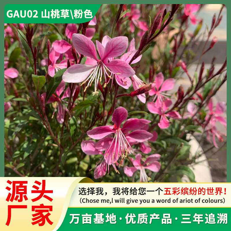 红花山桃草 千鸟花营养杯苗 多年生地被草花  庭院公园绿化