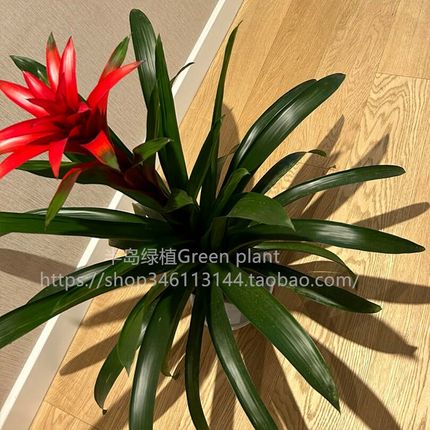 大型鸿运当头盆栽凤梨植物室内招财寓意绿植办公室开业乔迁送礼