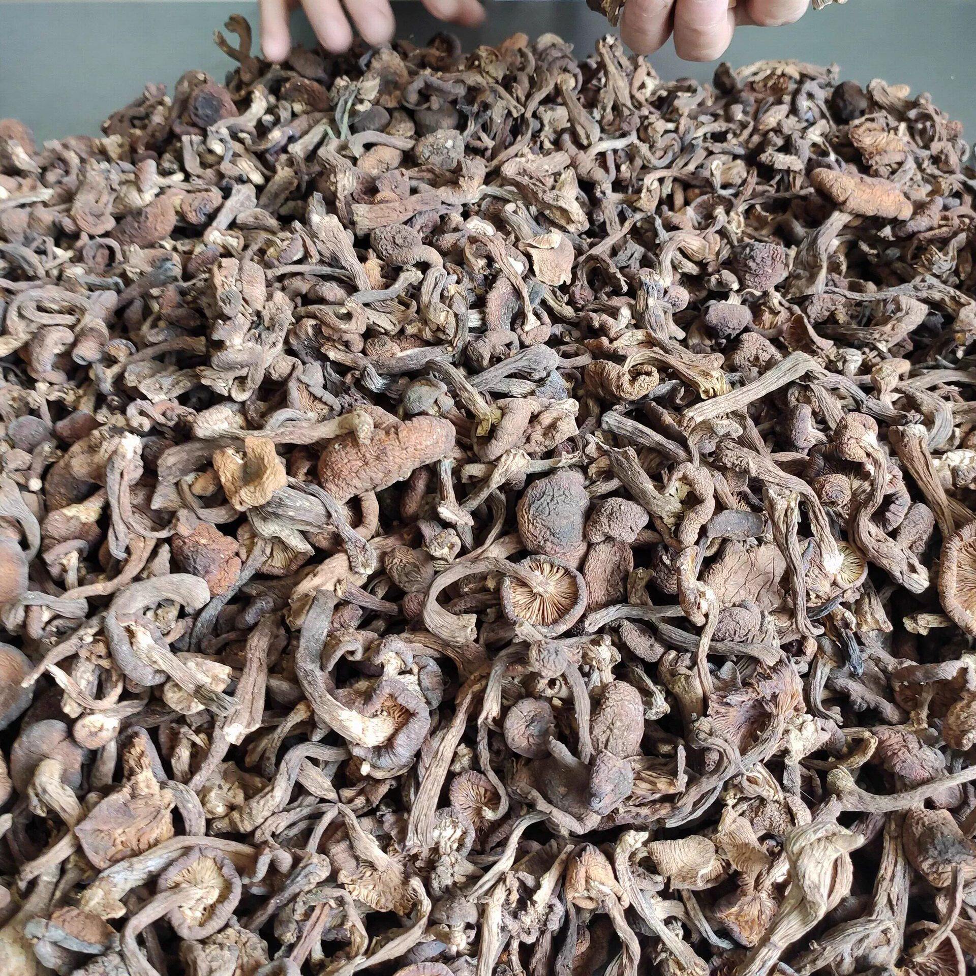 新货野榛蘑干货100g小鸡炖蘑菇东北伊春特产无根干香菇榛蘑丁官方