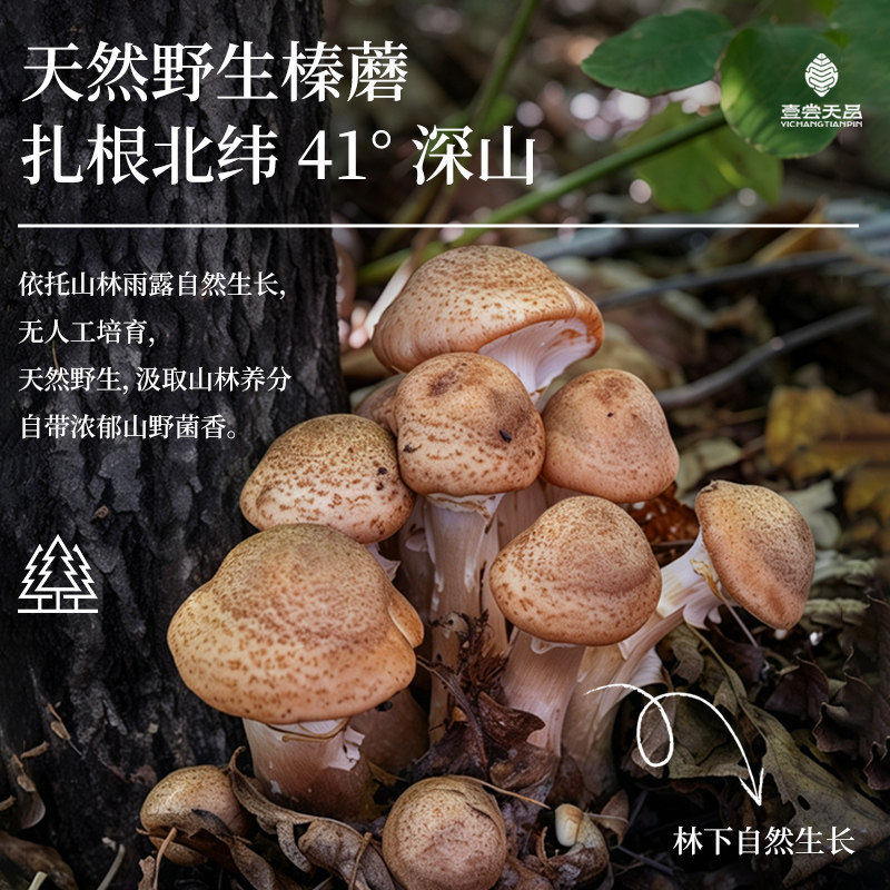 长白山榛蘑丁东北特产新货晒干小鸡炖蘑菇专用菌菇无根榛蘑头官方