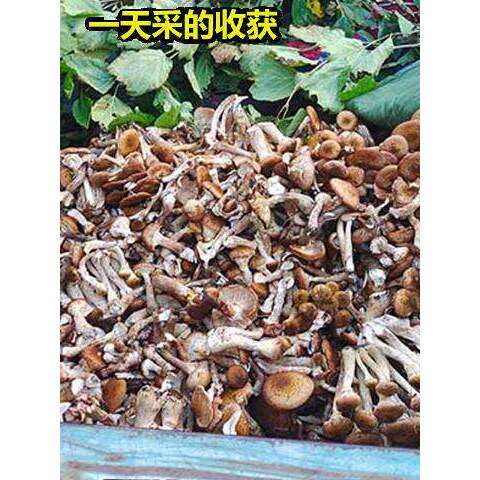 新货东北特产无根榛蘑蘑菇干货500g小鸡炖蘑菇榛蘑丁小嫩榛蘑官方
