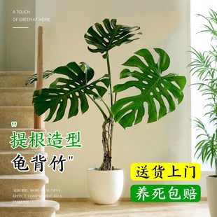 龟背竹客厅大盆栽老桩大叶植物室内客厅办公室落地大型真绿植好养