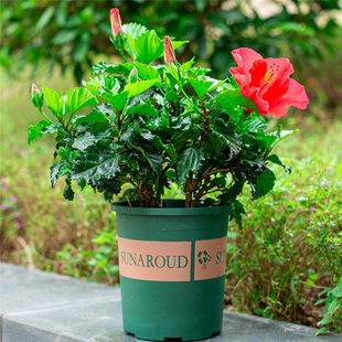 大红花扶a桑花朱瑾盆栽花苗绿植阳台庭院四季开花好养易活植物花