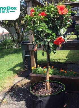 跨镜植物袋growbag种植袋生长育苗无纺布美植袋植树袋花盆袋