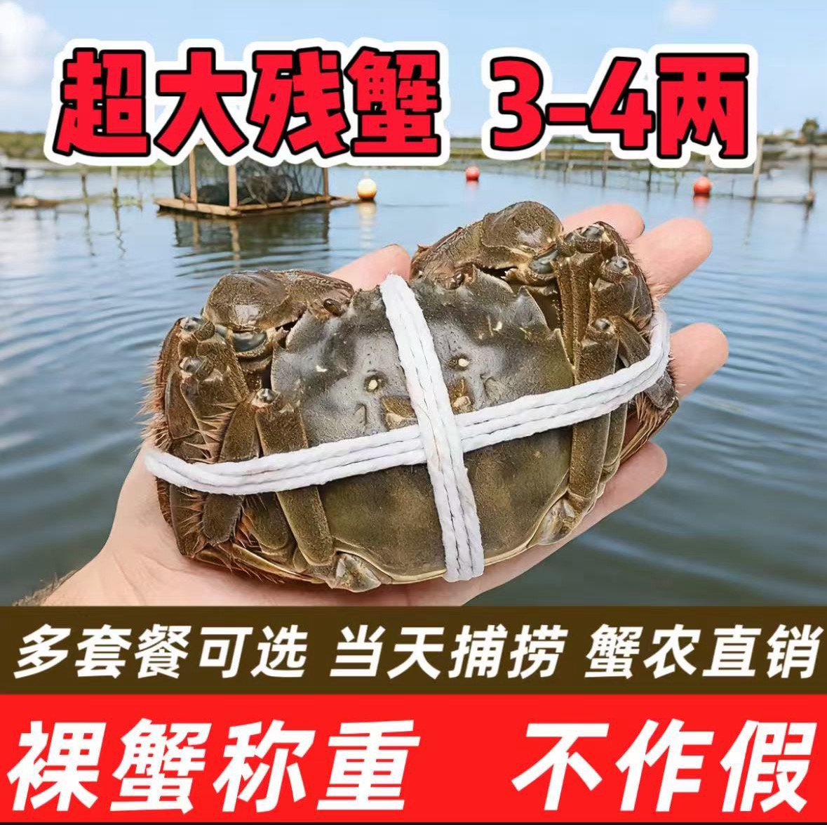 苏州净重3斤1斤大闸蟹现货鲜活螃蟹全母公母缺腿断腿蟹残次蟹残蟹