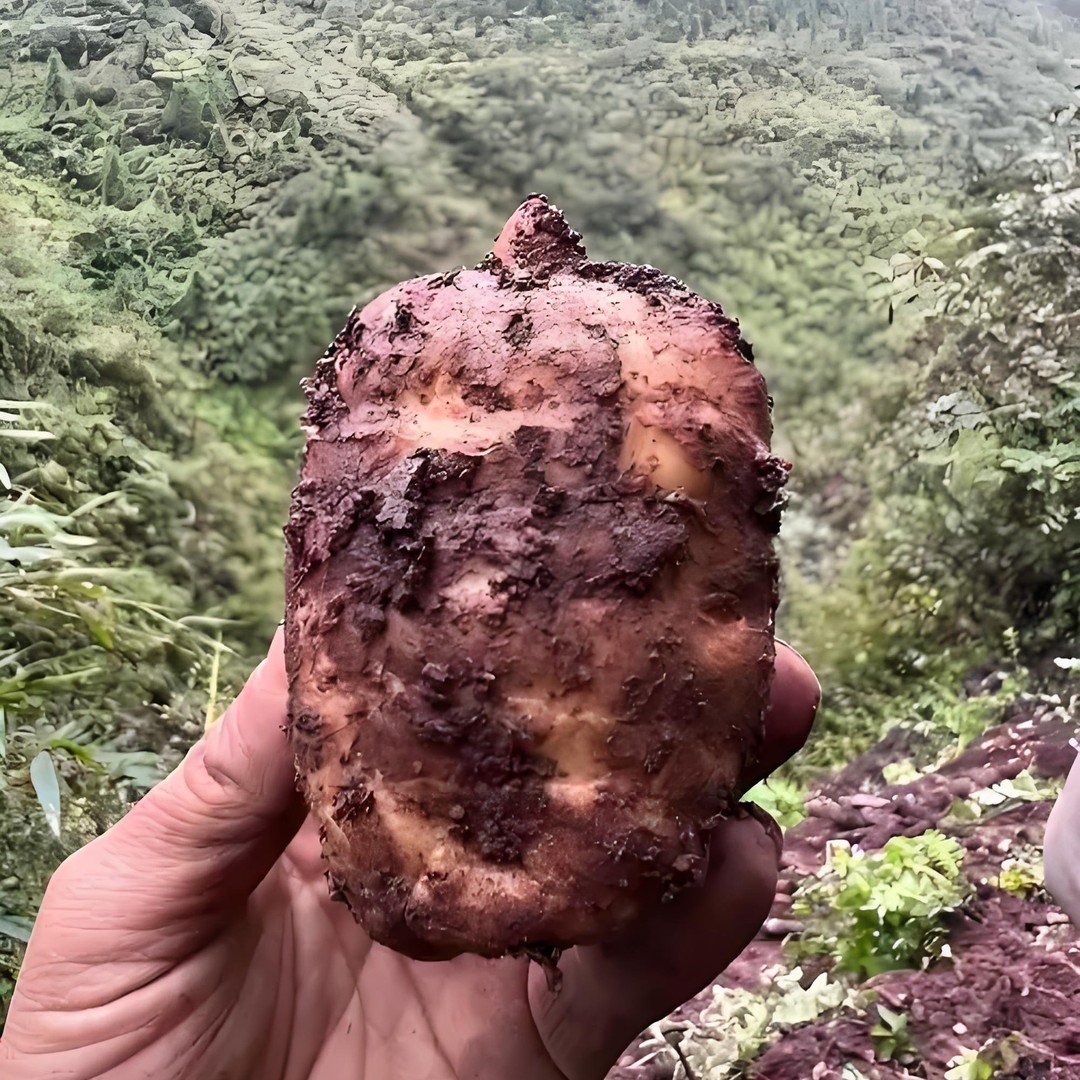 贵州赫章新鲜乌天麻林下种植深山现挖现发可煲汤泡酒