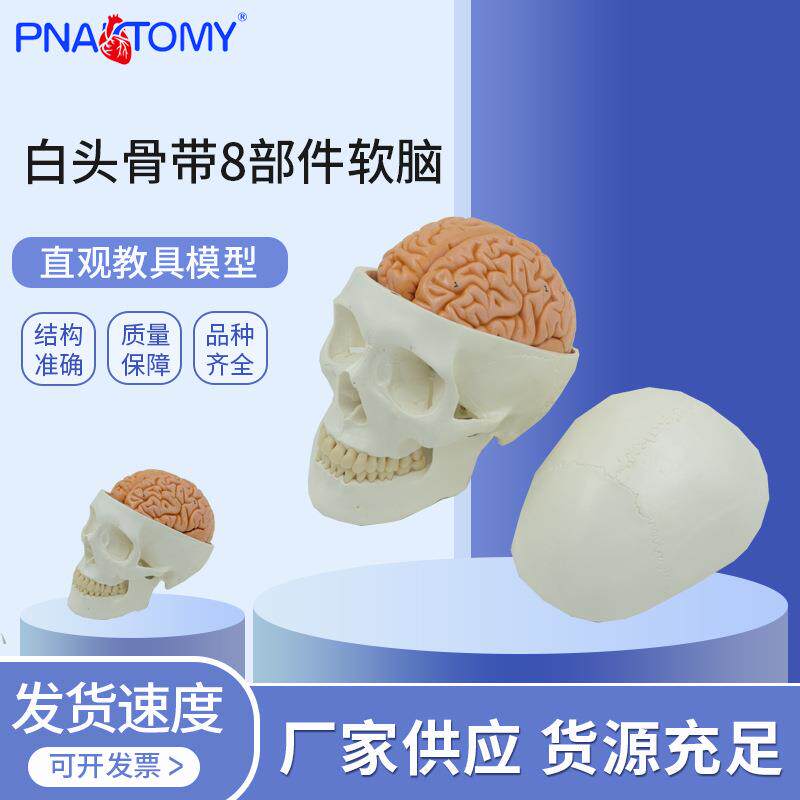 PNT-1150B 白头骨带8部件软脑 人体头颅骨可拆卸大脑模型头骨模型