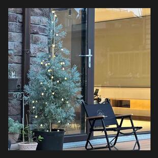 室内摆放绿植彩叶松柏蓝色花卉蓝冰柏盆栽造型柏庭院造景别墅植物